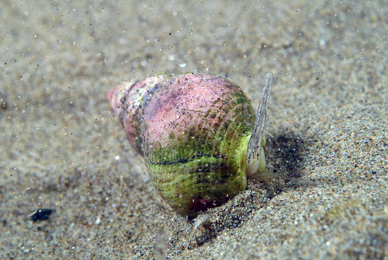 Nassarius mutabilis